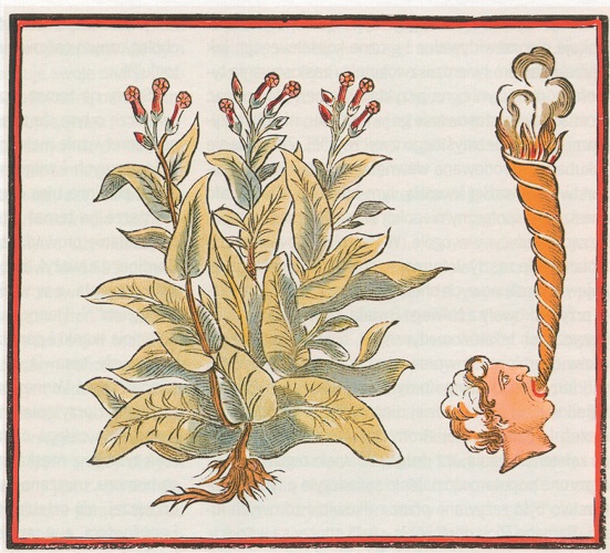 Krzak tytoniu i człowiek palący „pracygaro”. Jest to ilustracja z XVI-wiecznego zielnika. 