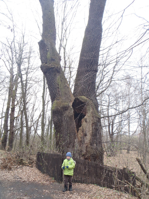 
Współczesna fotografia. Przedstawia drzewo, a przed nim stojące dziecko. Jest to Dąb Sobieskiego przy Rezerwacie przyrody Łężczok. Drzewo rośnie kilkadziesiąt metrów od pałacyku myśliwskiego przy czerwonym szlaku pieszym „Husarii Polskiej”. 