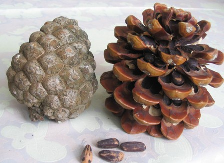 Zdjęcie przedstawia szyszki pini i ich ziarna. 