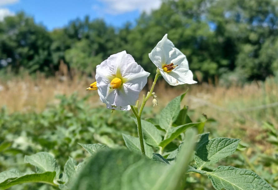 Ziemniak, kwiat, białe postrzępione koło płatka, żółty grubawy pręcik