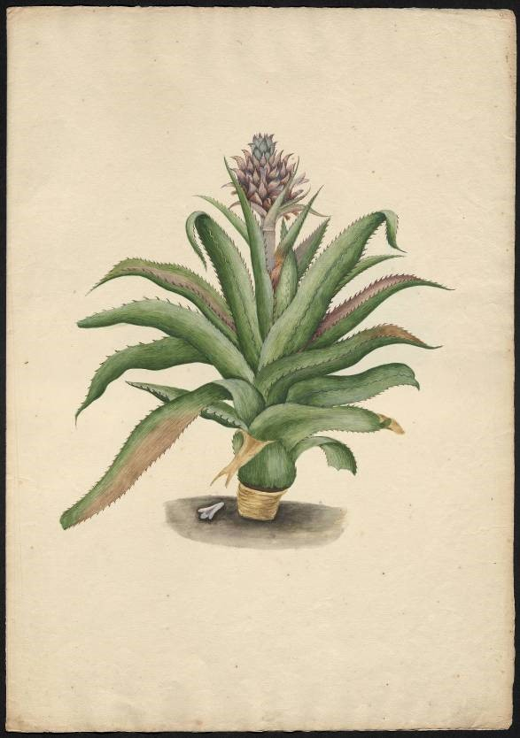 Kolorowe rysunki Anny Renaty Breyne przedstawiające kwitnącego ananasa oraz owoc ananasa.