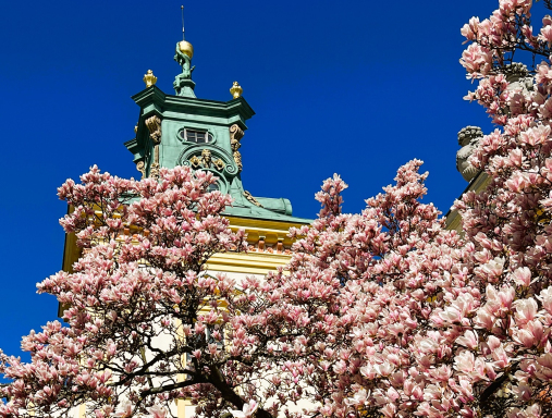 Kwitnaca magnolia na te wieży Pałacu w Wilanowie.
